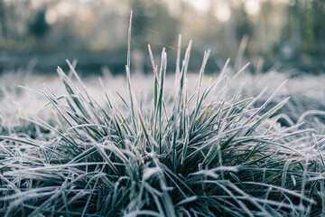 frost on grass