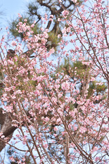 知恩院の寒桜