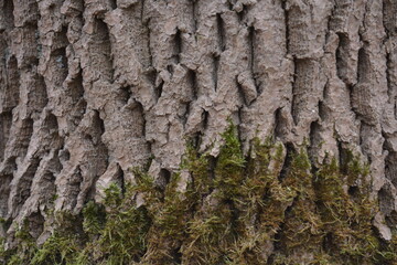 Tree bark with green moss. Background