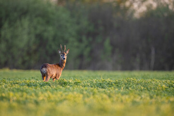 Roebuck - buck (Capreolus capreolus) Roe deer - goat