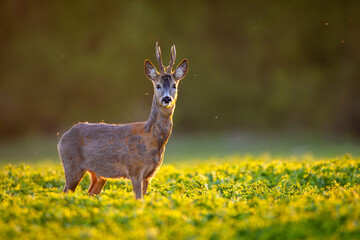Roebuck - buck (Capreolus capreolus) Roe deer - goat