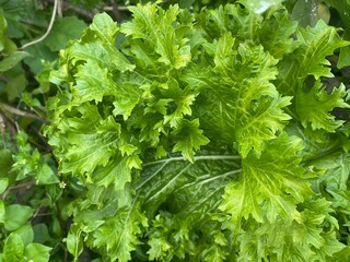 vegetable,vegetables,salad,diet,weight loss,healthy,flowers,home decor