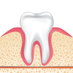 Vector image of a tooth. Anatomy of a tooth close-up. Concept of studying the structure of a human tooth. Medical illustration for scientific articles, etc. Element for your design