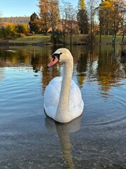 A graceful swan gliding on a tranquil lake