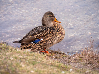 A female duck differs from a male duck by the coloring of its feathers and beak.  The female has...