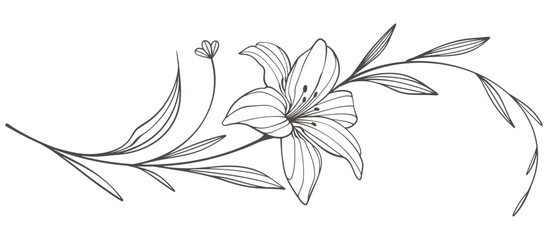 Sketch Floral Botany Collection. flower drawings. Black and white with line art on white backgrounds. Hand Drawn Botanical Illustrations. Vector eps