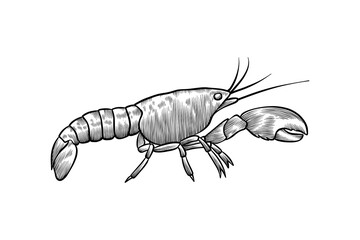 hand drawn black and white crawfish illustration