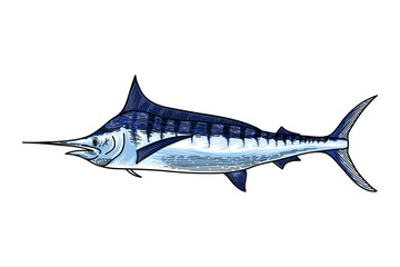 hand drawn marlin fish illustration
