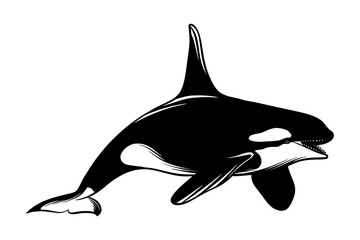 illustration of an orca whale in black and white © Ibnu
