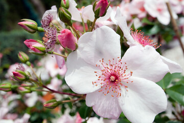 Roze rozenbloesem in de zomer © ArieStormFotografie