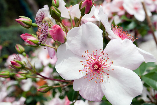 Roze rozenbloesem in de zomer