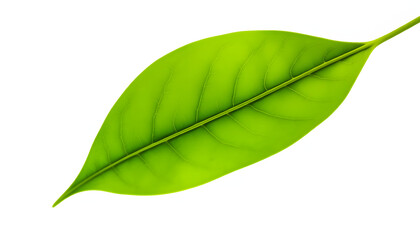 Obraz premium Green leaf on transparent png, one line art. with white shades