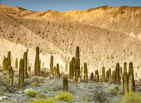 Landscape full of cacti in the Puna de Atacama in het northern part of Argentina