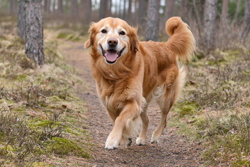 Enjoying a walk with a friendly golden retriever
