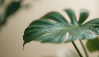 Obraz premium High-quality image of lush tropical leaves with a vintage textured background. Perfect for nature, botanical, and aesthetic designs.