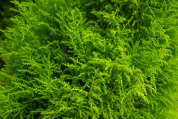 Lush Green Foliage
