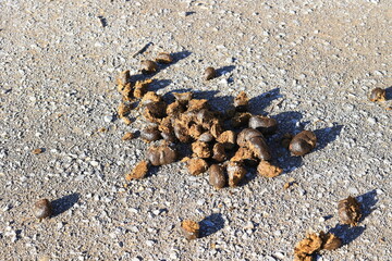 Pferdeäpfel liegen auf einem Feldweg