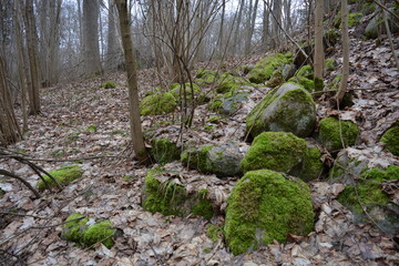 Gray stones covered with green moss in the winter forest, stones with green moss in the forest.
