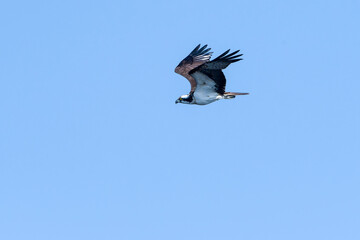 Fischadler im Flug (Pandion haliaetus)	