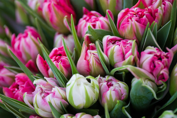 Obraz premium Tulips