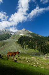 Mule relaxing in the early morning sunlight at the foothills of The Himalayas, Sonamarg, India.