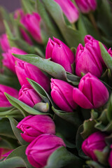 Obraz premium Tulips