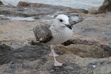Closeup of a young herring gull