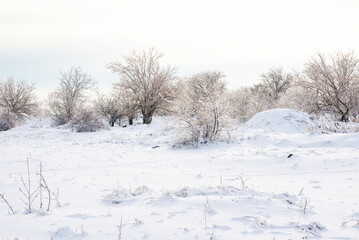 meadow covered with snow in winter, trees and branches covered with ice