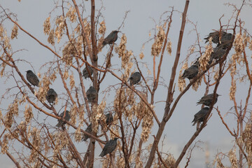 Tree top with dried leaves and flog or European Starling in winter