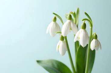 Obraz premium Snowdrops on a white background close-up. The world of plants. Spring