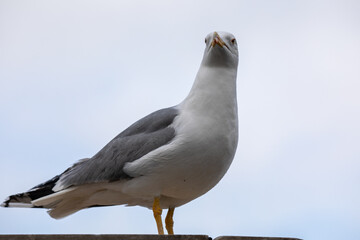 closup of a freezing hering gull on roof in winter