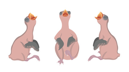 Three baby birds waiting for food with open beak