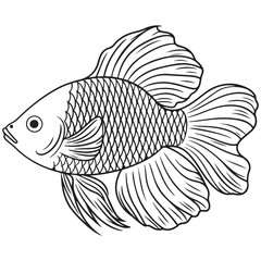 Fototapeta premium Betta fish or Siamese fighter fish in simple hand drawn line art style. Decorative goldfish veiltail. Illustration isolated on white background. Tattoo art design, coloring book page