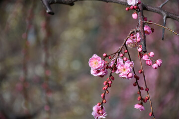 春の訪れを告げる梅の花