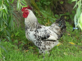 Chicken on green grass