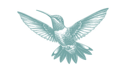 hummingbird vector | bird vector | hummingbird illustration | hummingbird silhouette | hummingbird tattoo | hummingbird engraving | hummingbird drawing