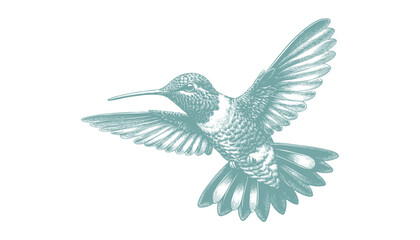 hummingbird vector | bird vector | hummingbird illustration | hummingbird silhouette | hummingbird tattoo | hummingbird engraving | hummingbird drawing