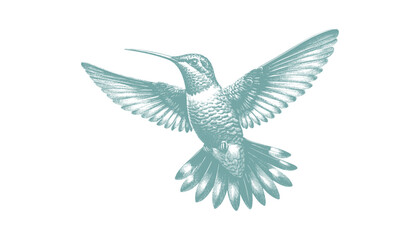 hummingbird vector | bird vector | hummingbird illustration | hummingbird silhouette | hummingbird tattoo | hummingbird engraving | hummingbird drawing