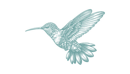 hummingbird vector | bird vector | hummingbird illustration | hummingbird silhouette | hummingbird tattoo | hummingbird engraving | hummingbird drawing