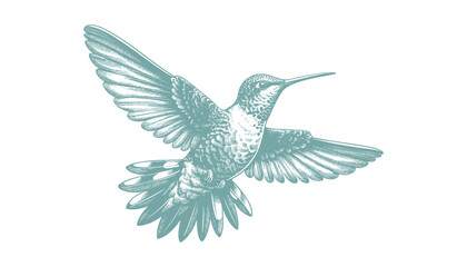 hummingbird vector | bird vector | hummingbird illustration | hummingbird silhouette | hummingbird tattoo | hummingbird engraving | hummingbird drawing