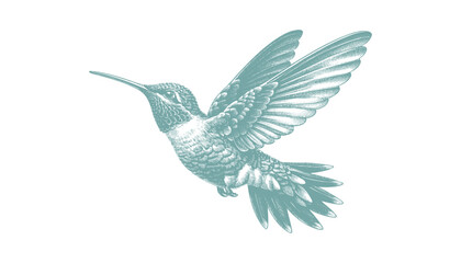 hummingbird vector | bird vector | hummingbird illustration | hummingbird silhouette | hummingbird tattoo | hummingbird engraving | hummingbird drawing