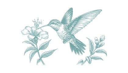 hummingbird vector   bird vector   hummingbird illustration   hummingbird silhouette   hummingbird tattoo   hummingbird engraving   hummingbird drawing © CROP MEDIA