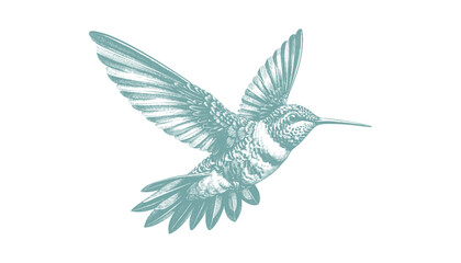 hummingbird vector | bird vector | hummingbird illustration | hummingbird silhouette | hummingbird tattoo | hummingbird engraving | hummingbird drawing