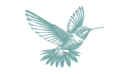 hummingbird vector | bird vector | hummingbird illustration | hummingbird silhouette | hummingbird tattoo | hummingbird engraving | hummingbird drawing