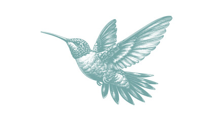 hummingbird vector | bird vector | hummingbird illustration | hummingbird silhouette | hummingbird tattoo | hummingbird engraving | hummingbird drawing