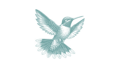 hummingbird vector | bird vector | hummingbird illustration | hummingbird silhouette | hummingbird tattoo | hummingbird engraving | hummingbird drawing