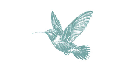 hummingbird vector | bird vector | hummingbird illustration | hummingbird silhouette | hummingbird tattoo | hummingbird engraving | hummingbird drawing