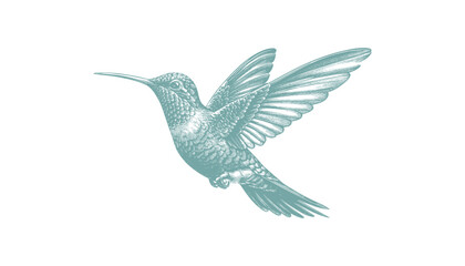 hummingbird vector | bird vector | hummingbird illustration | hummingbird silhouette | hummingbird tattoo | hummingbird engraving | hummingbird drawing