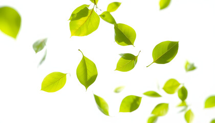 Obraz premium Green leaves flying in the air isolated on background, realistic. with white shades