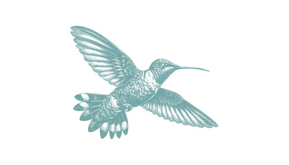 Obraz premium hummingbird vector | bird vector | hummingbird illustration | hummingbird silhouette | hummingbird tattoo | hummingbird engraving | hummingbird drawing